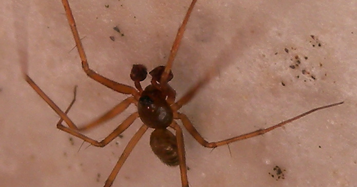 Linyphiidae